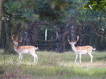 FZ019634 Two Fallow deer (Dama dama).jpg